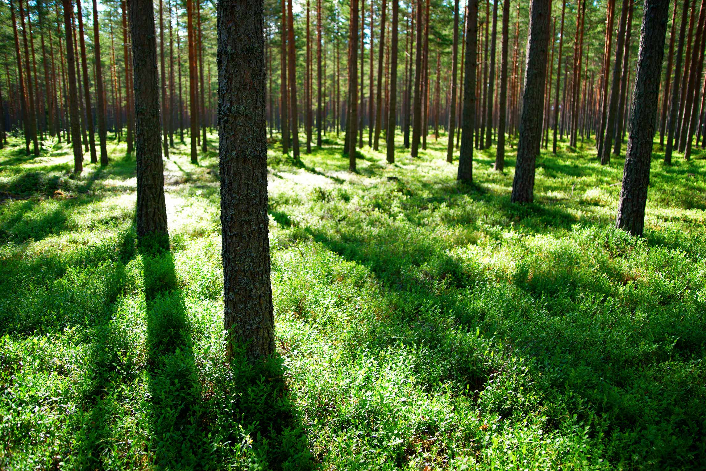 5 genius energy lessons we can learn from Sweden