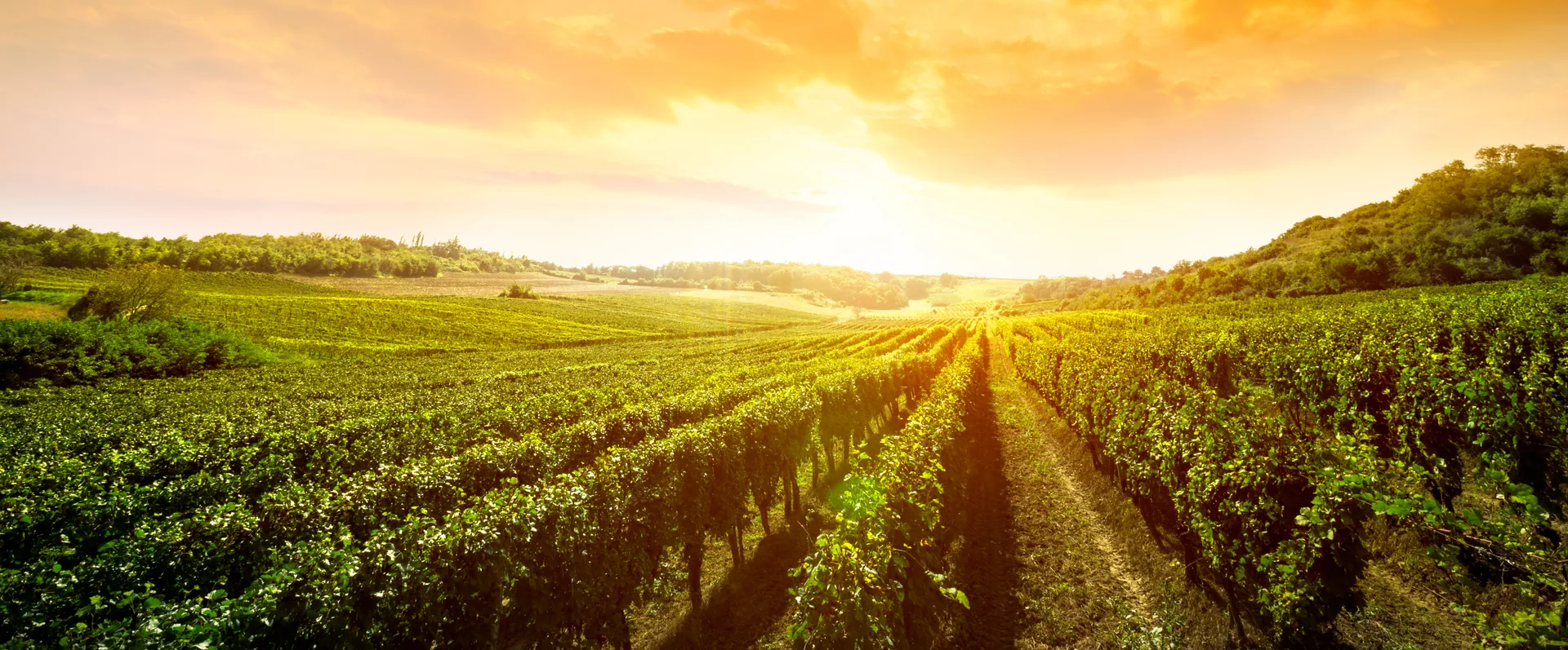 Long rows of green grapevines beneath warm sunlight